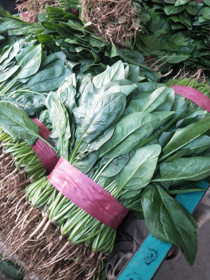 菠菜河北菠菜大量上市品质保证货源充足欢迎来电采购