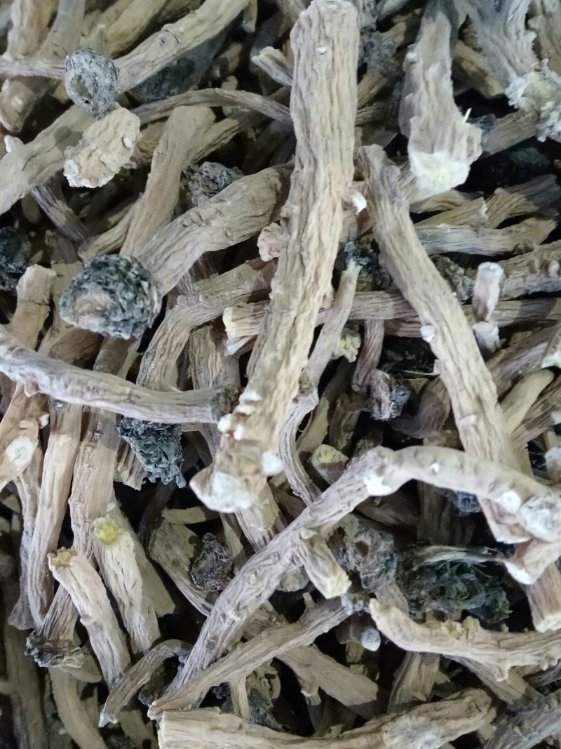 甘肃河西产地板蓝根统个供应，过风车过筛子，全干货，干净无