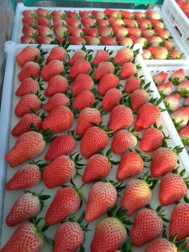 宁玉草莓种苗一年苗免费提供技术支持