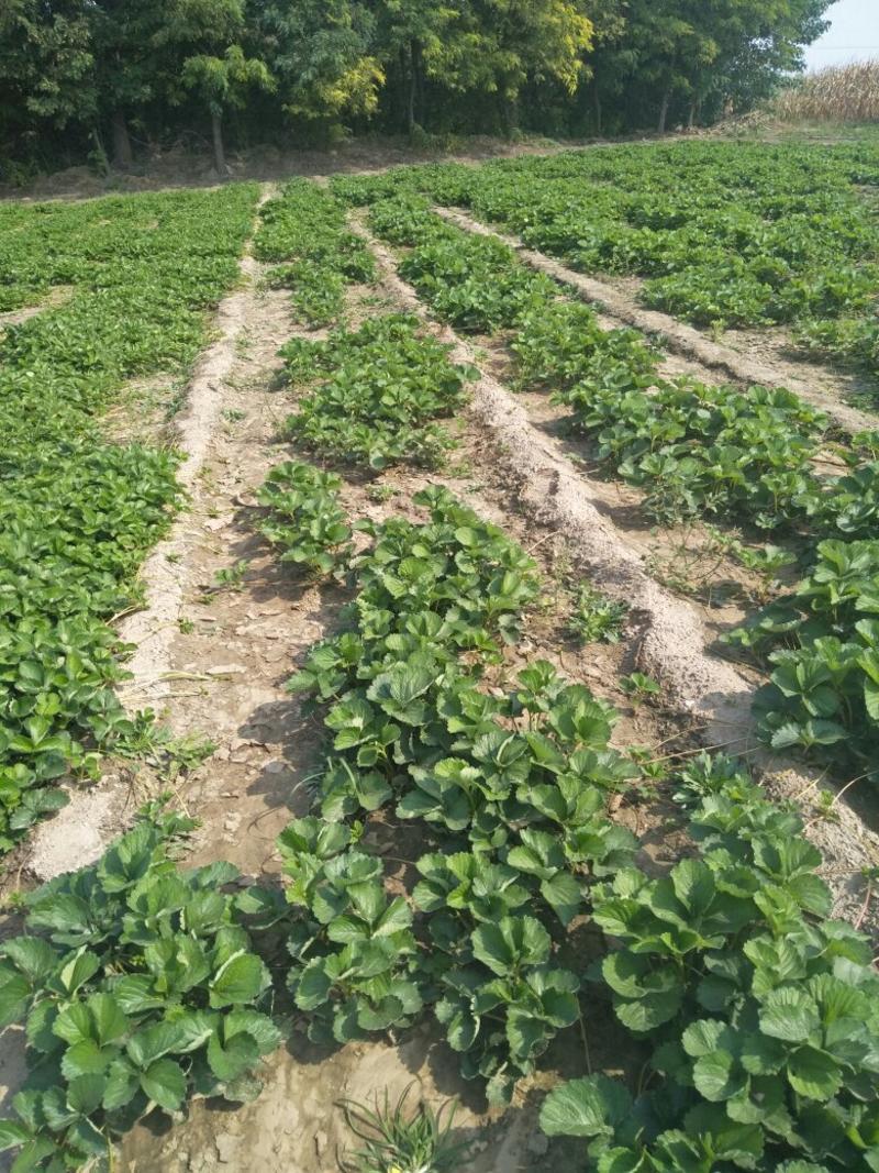 宁玉草莓种苗一年苗免费提供技术支持