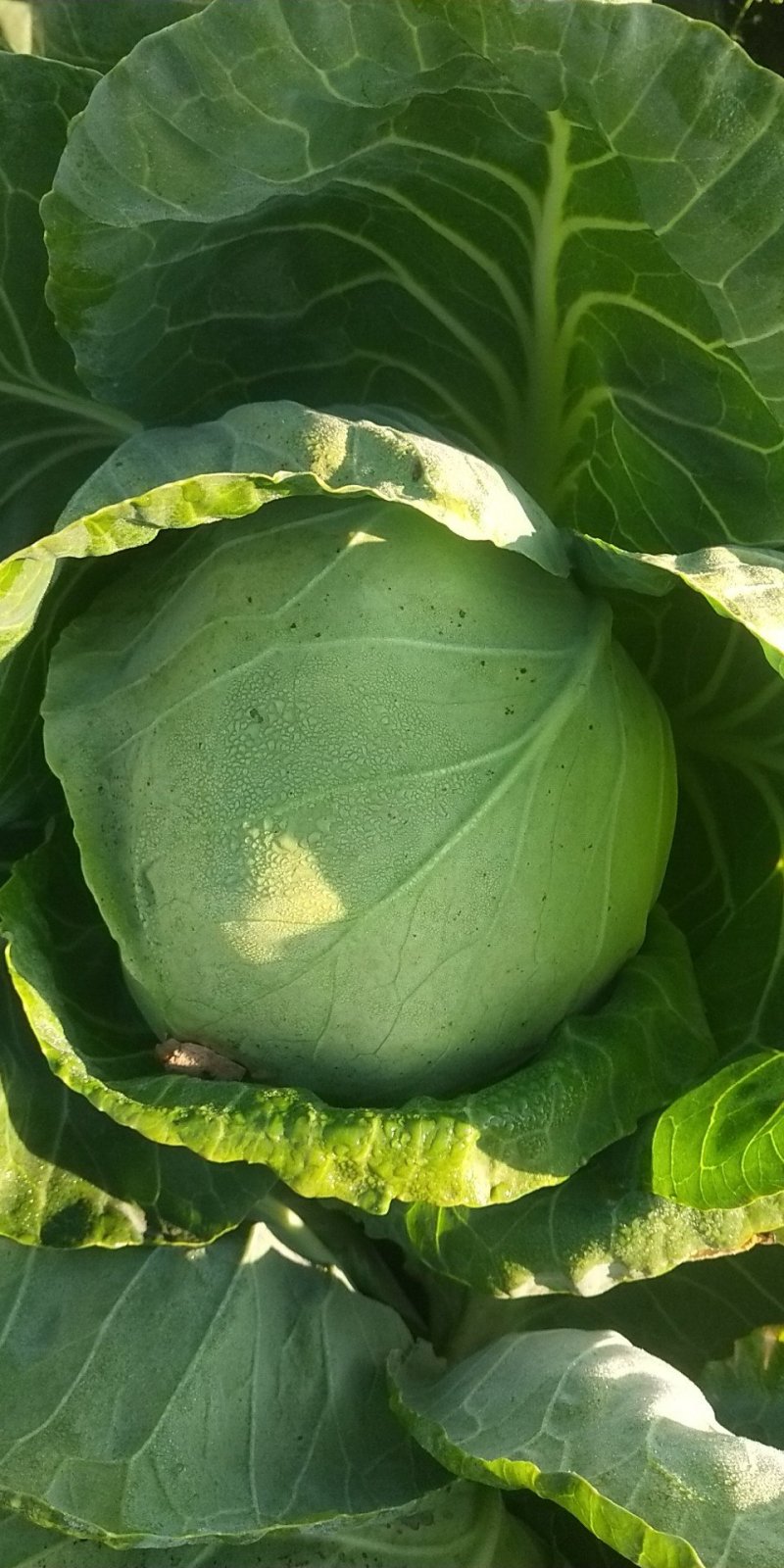 青州市精品甘蓝产地直供，大量供应，货源充足