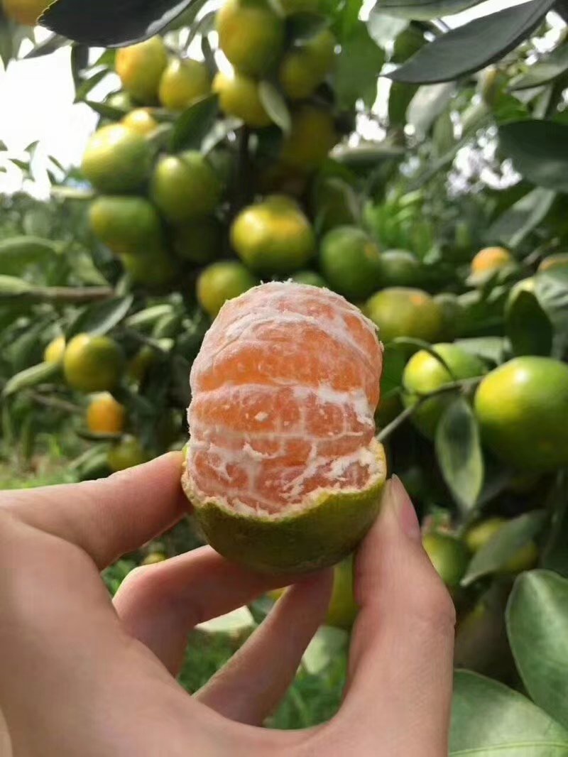 蜜橘薄皮无籽蜜橘果园看货现订现采，全国发货