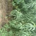 桃树实生苗05到两公分占地桃树苗桃树砧木