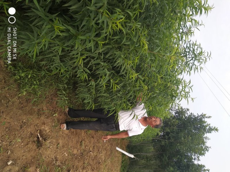 桃树实生苗05到两公分占地桃树苗桃树砧木