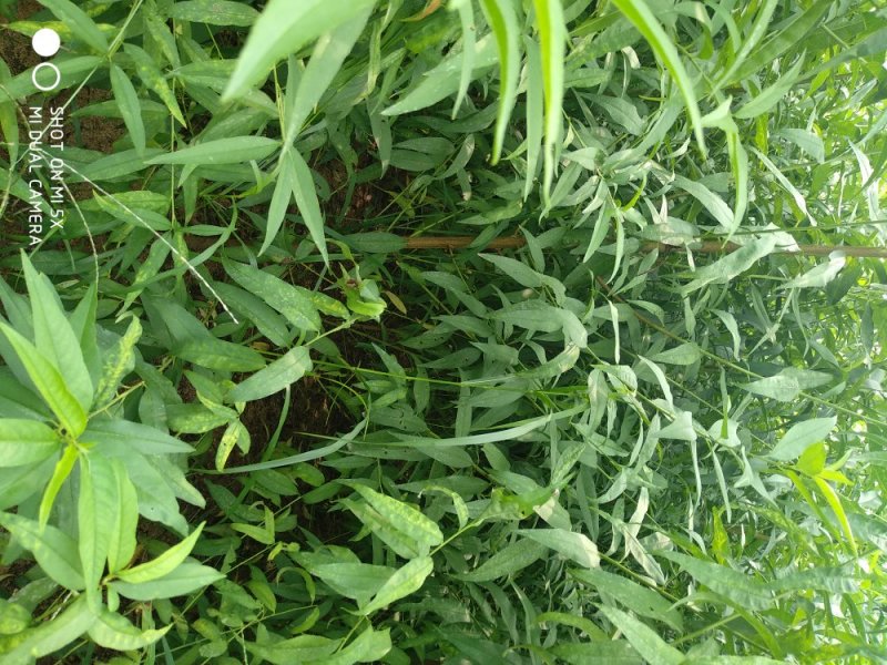 桃树实生苗05到两公分占地桃树苗桃树砧木