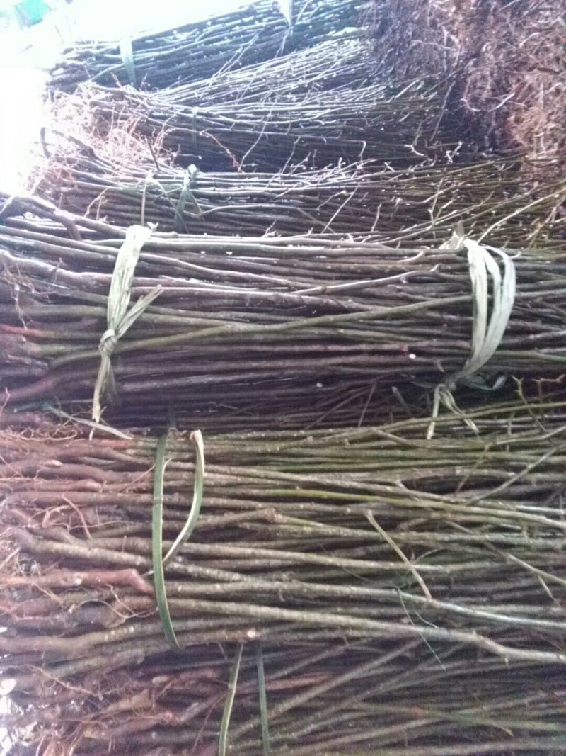 资丘邹皮木瓜树苗