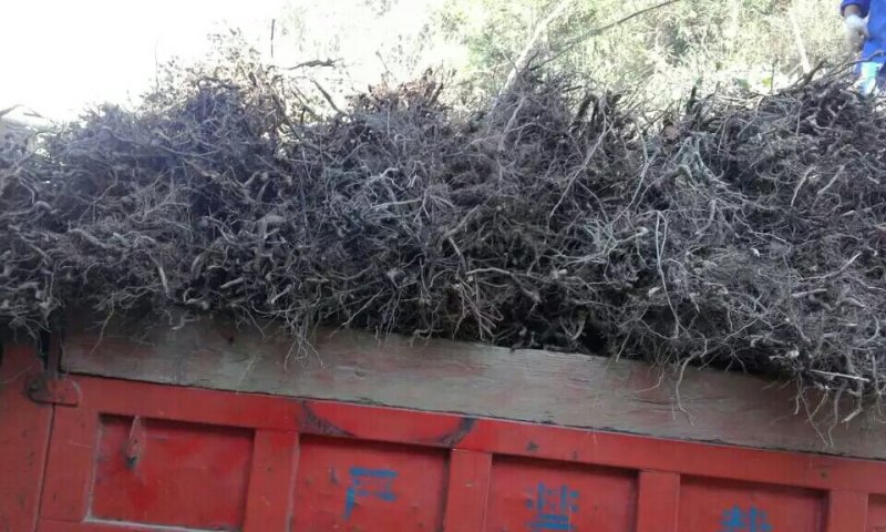 资丘邹皮木瓜树苗