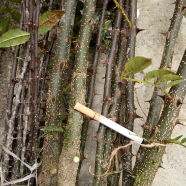 汉源贡椒苗，根细发达，抗病能力好，3年挂果产量很好。