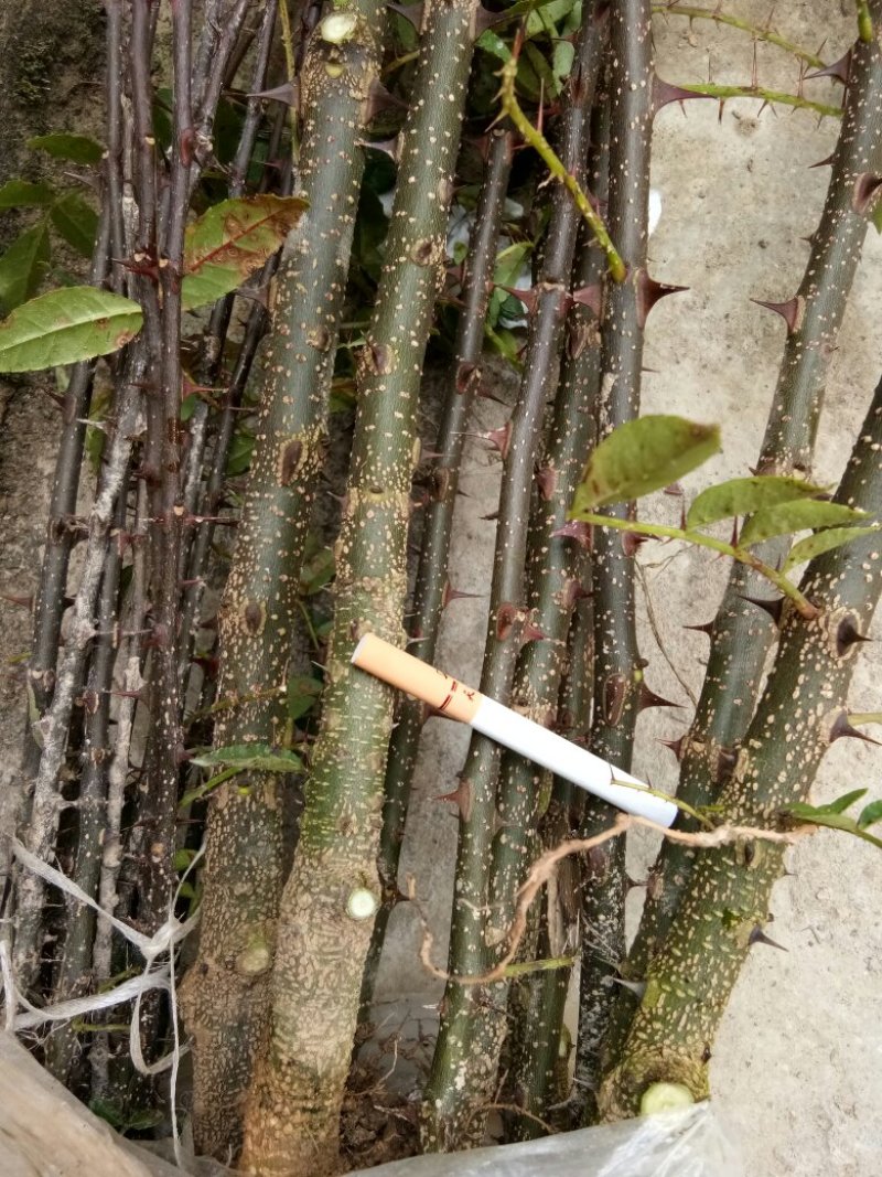 汉源贡椒苗，根细发达，抗病能力好，3年挂果产量很好。