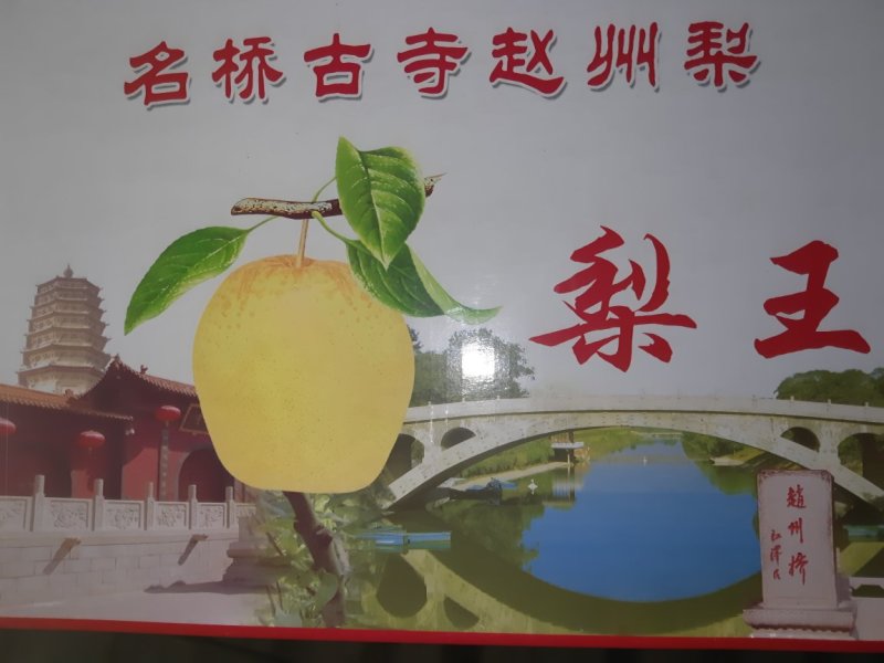 古桥名寺赵州水晶鸭梨历史悠久果肉洁白细腻新鲜水果一件代发