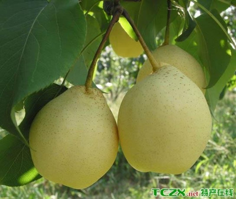 古桥名寺赵州水晶鸭梨历史悠久果肉洁白细腻新鲜水果一件代发