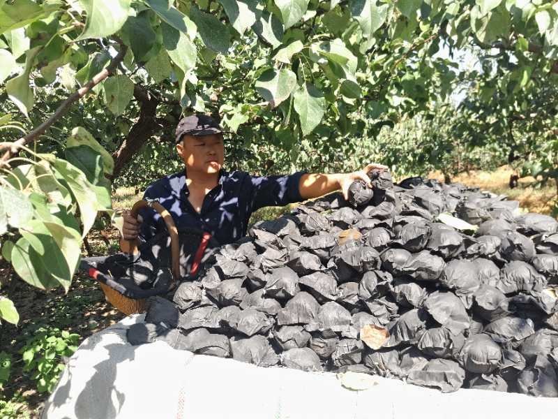 古桥名寺赵州水晶鸭梨历史悠久果肉洁白细腻新鲜水果一件代发