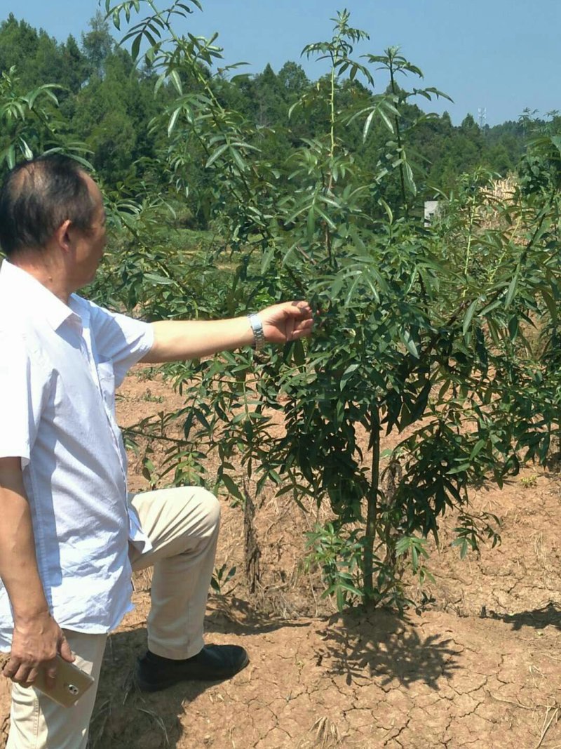 九叶青花椒苗