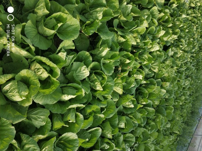 毛白菜杭白菜大量上市