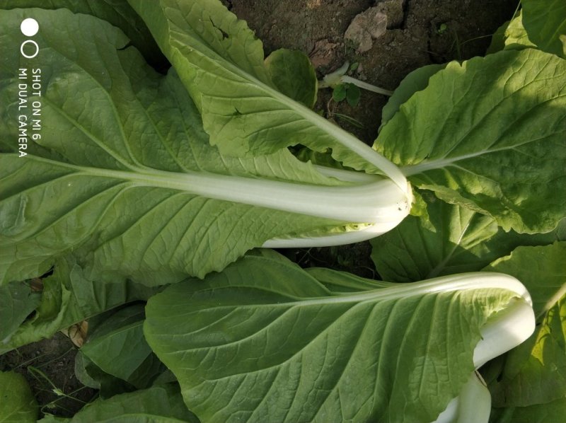 毛白菜杭白菜大量上市
