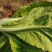 毛白菜杭白菜大量上市