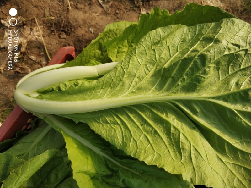 毛白菜杭白菜大量上市
