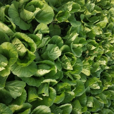 毛白菜杭白菜大量上市