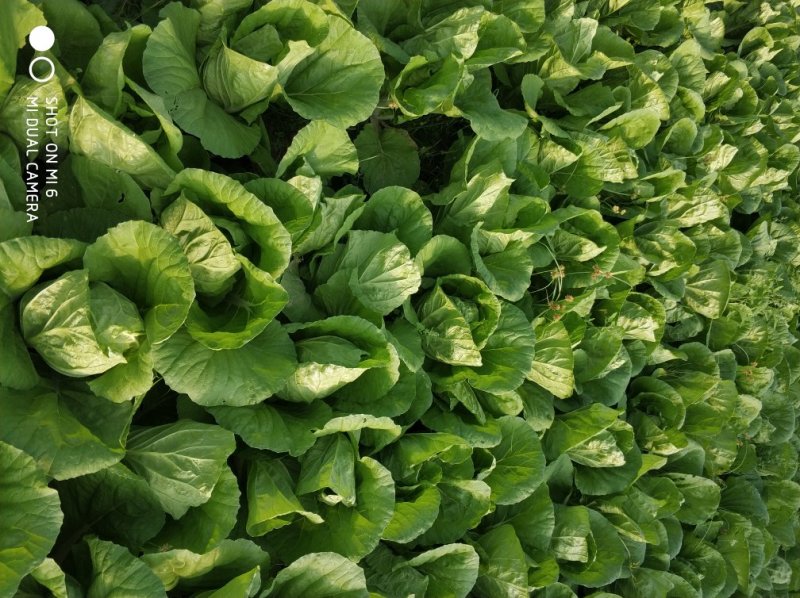 毛白菜杭白菜大量上市