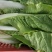 毛白菜杭白菜大量上市