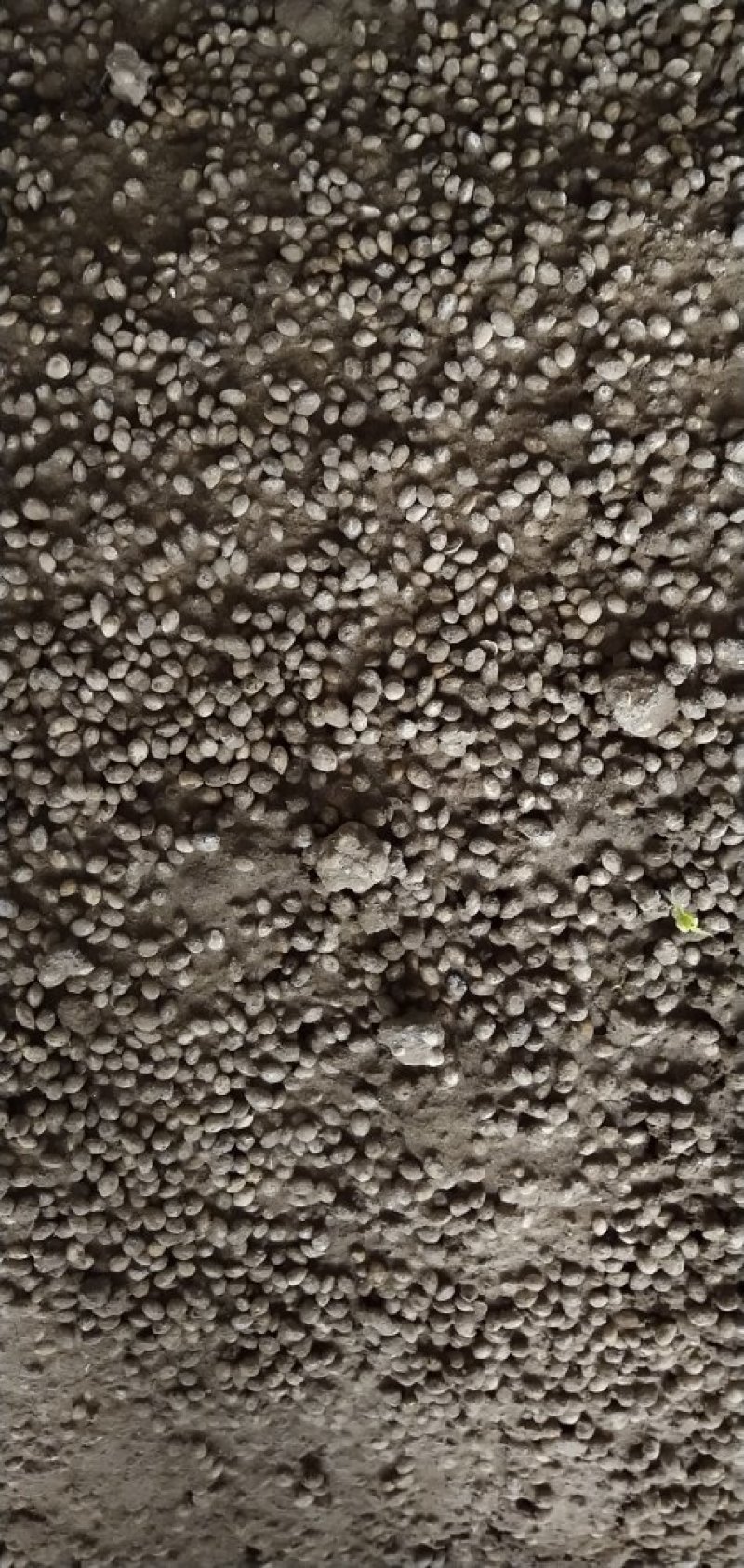 大青叶樱桃种子