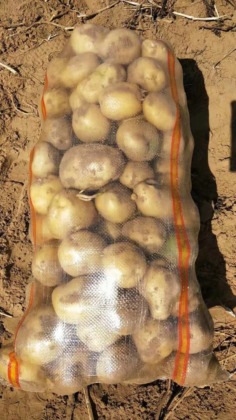 V7土豆3两5起步精品土豆大量开始出库，价格便宜