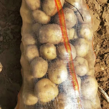 V7土豆3两5起步精品土豆大量开始出库，价格便宜