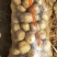 V7土豆3两5起步精品土豆大量开始出库，价格便宜