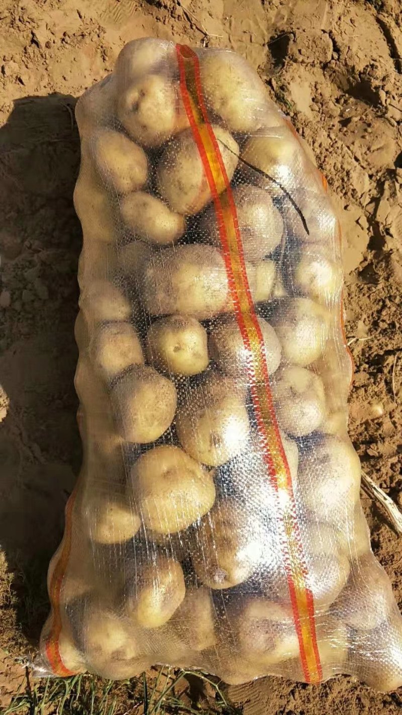 V7土豆3两5起步精品土豆大量开始出库，价格便宜