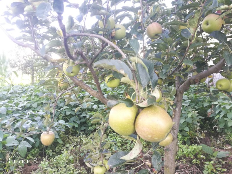 昭通糖心苹果
