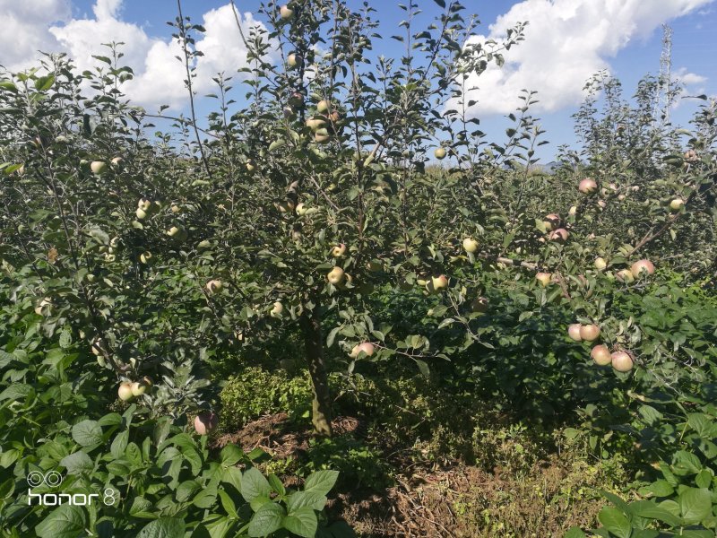昭通糖心苹果