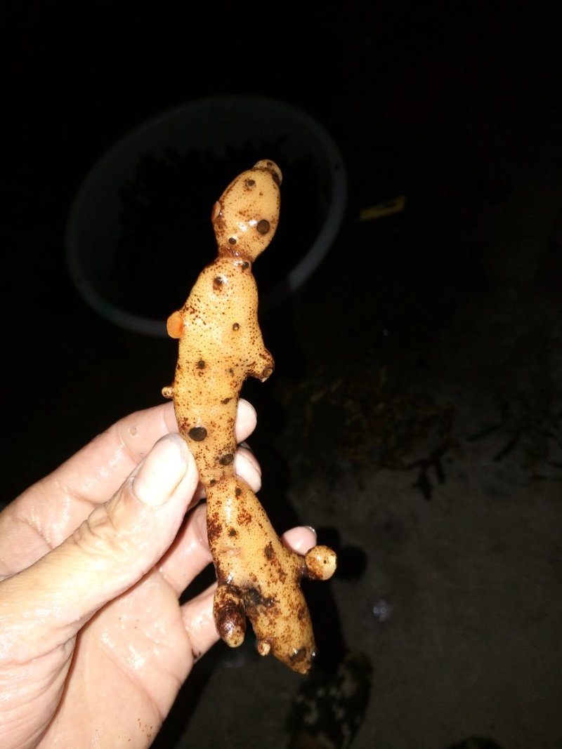 骨碎补