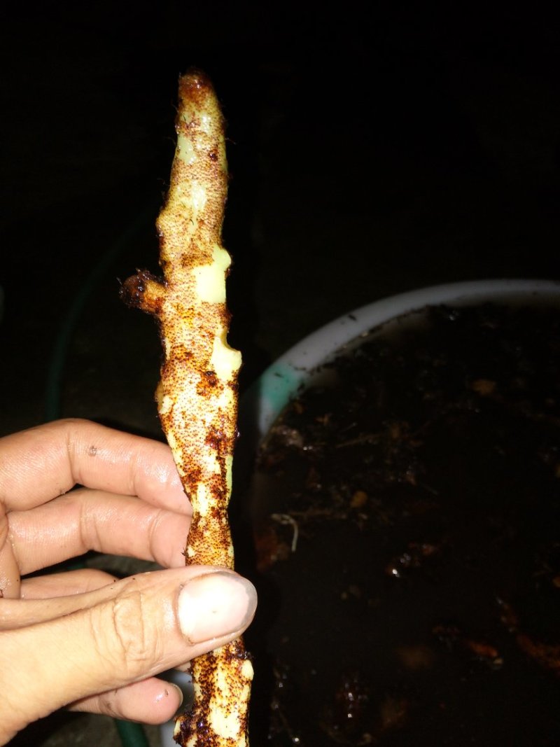 骨碎补