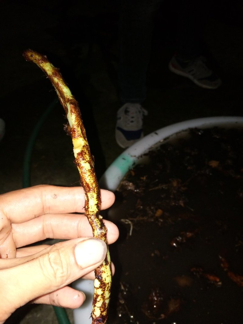 骨碎补