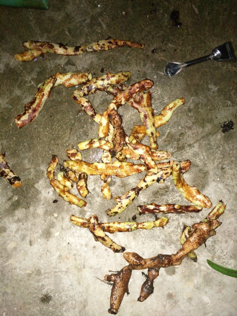 骨碎补