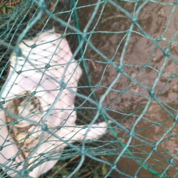 稻田生态鳖