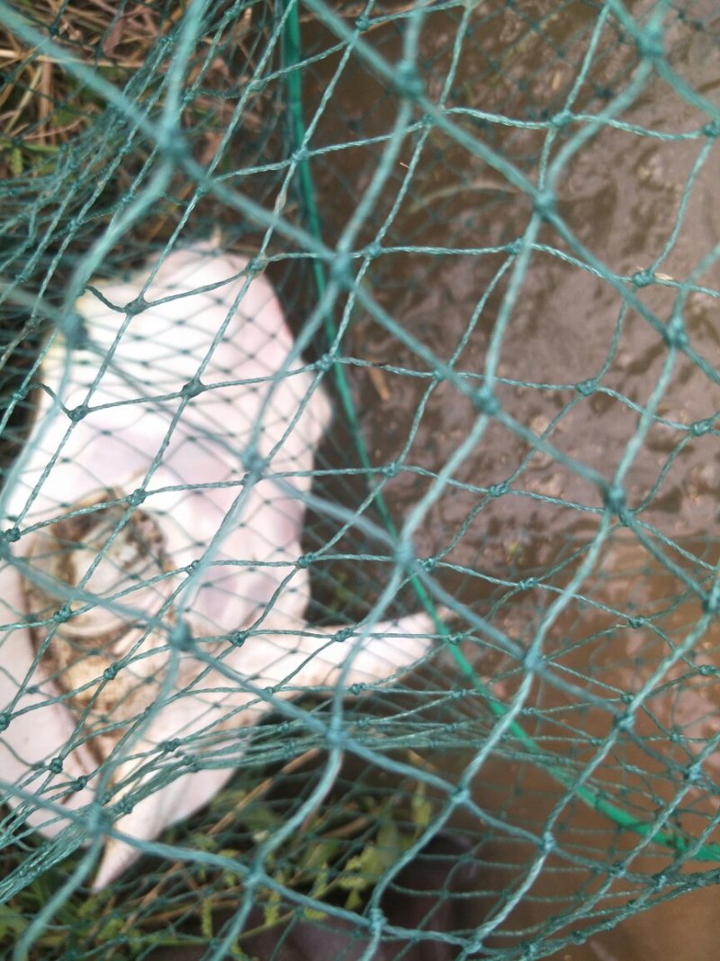 稻田生态鳖