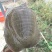 稻田生态鳖