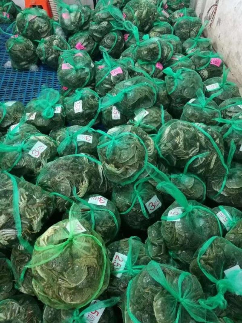 大公蟹-45公5公洪湖大闸蟹批发红膏河蟹毛蟹鲜活基地直供