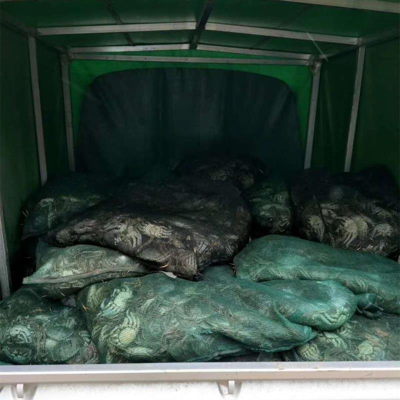 洪湖大闸蟹4公清水蟹批发红膏大闸蟹河蟹毛蟹鲜活