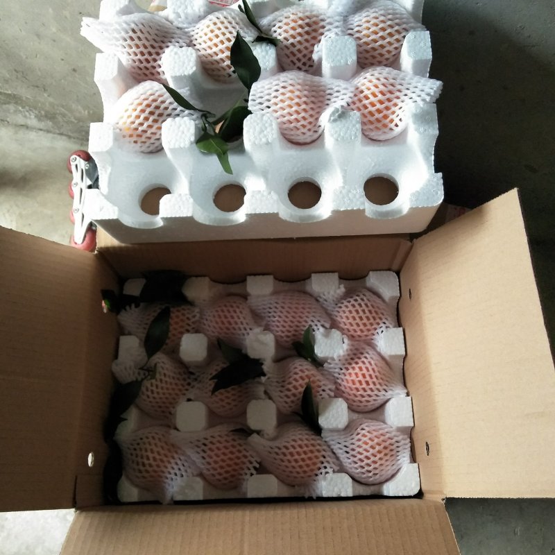 爱媛38果冻橙净8斤包邮！果园直发品质保证