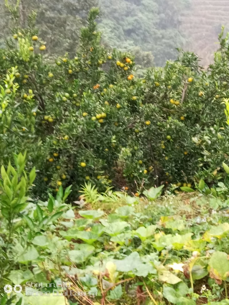 椪柑上色啦