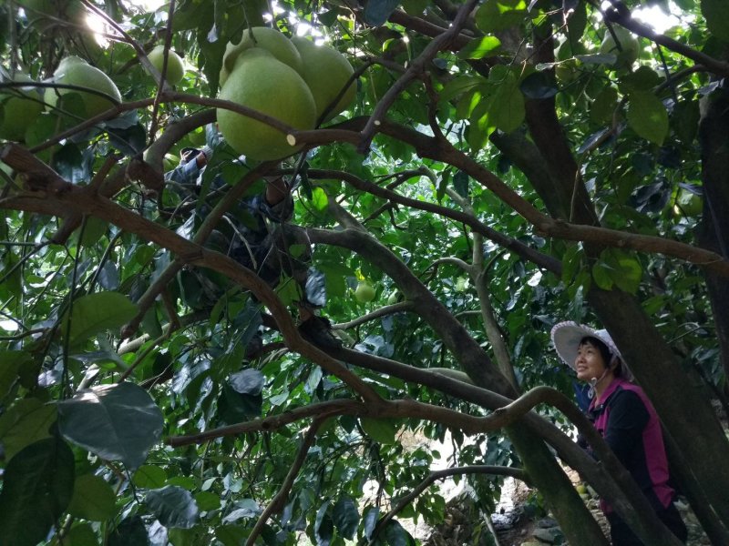 广东梅州沙田柚皮薄肉厚糖份高。诚信全国客商合作