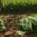 清油快菜