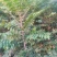 红油香椿