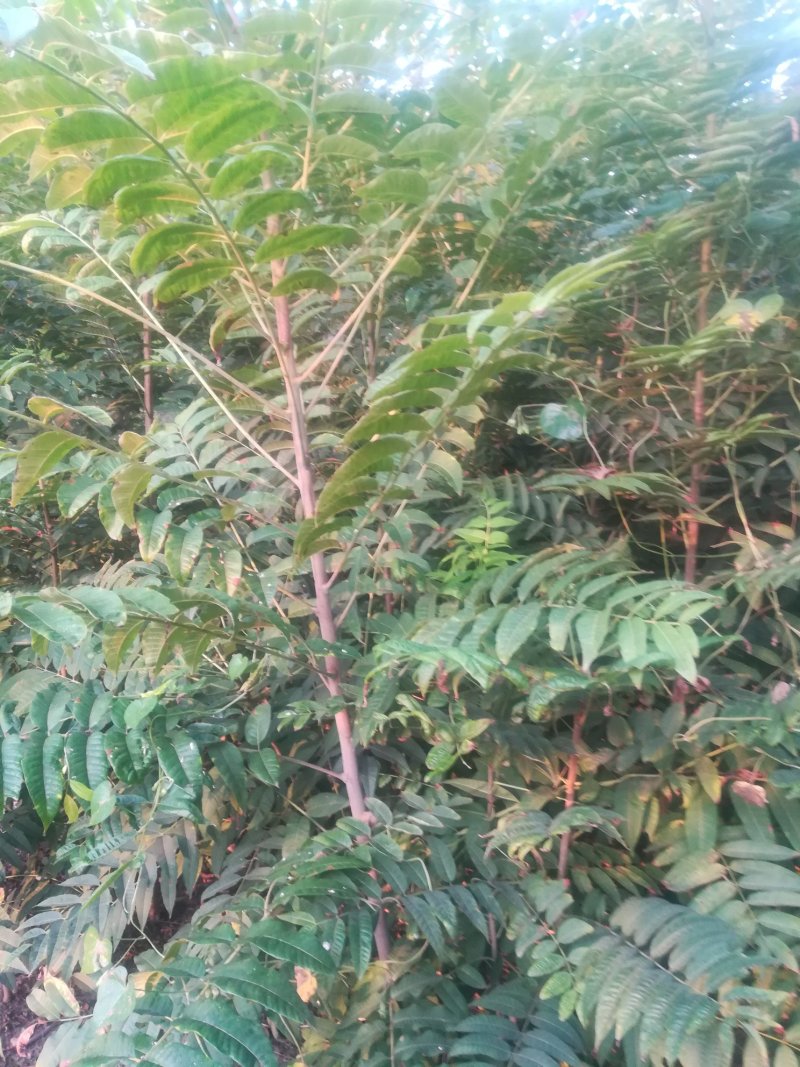 红油香椿