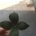 青皮四花