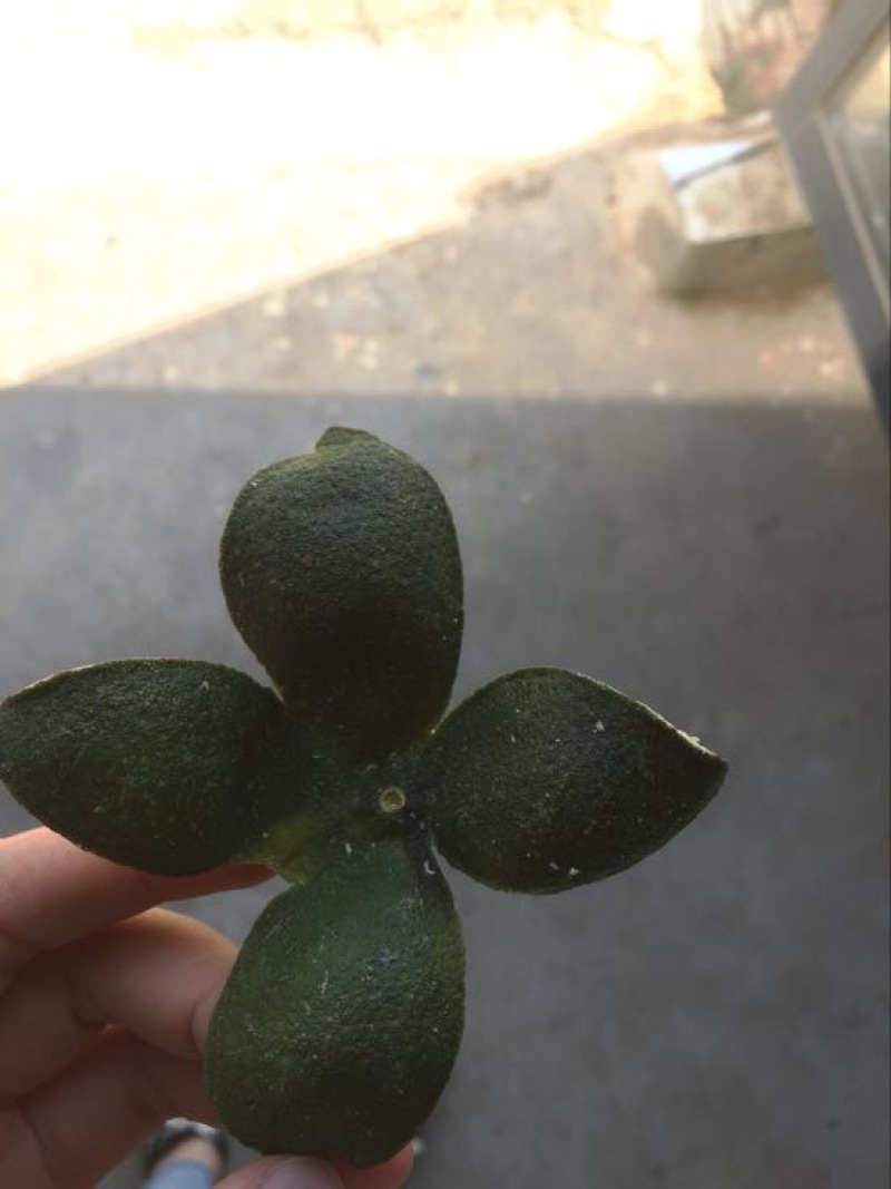 青皮四花
