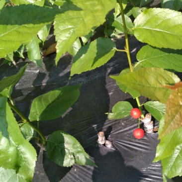 玛瑙红樱桃苗，自产自销、品种质量保证，欢迎来基地考查！