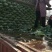 京丰一号扁包菜